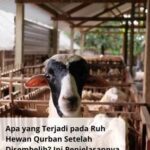 gabar kambing Qurban